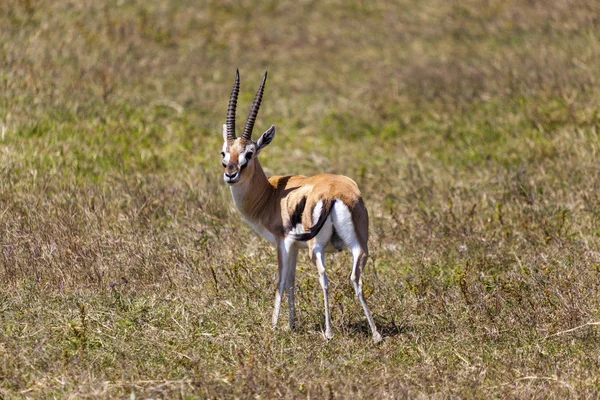 Grazing Impala — Stock Photo, Image