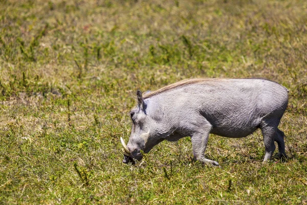 Weidewarzenschwein — Stockfoto