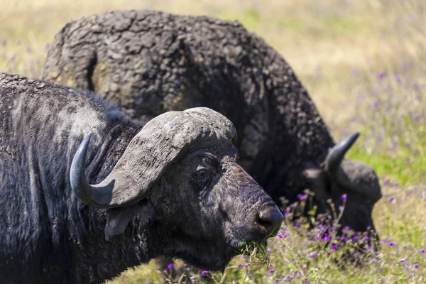 Grazing Buffaloes — Stock Photo, Image