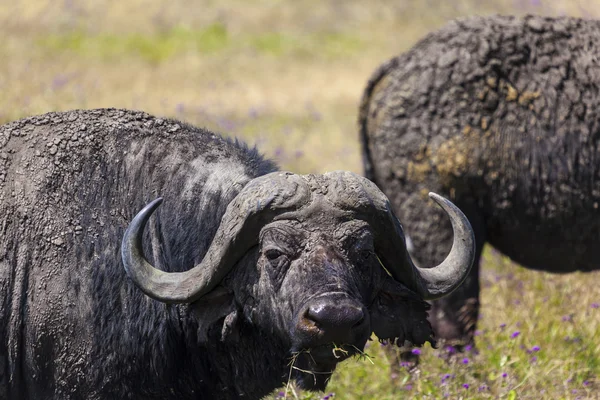 Portrait Of A Buffalo — Stock Photo, Image