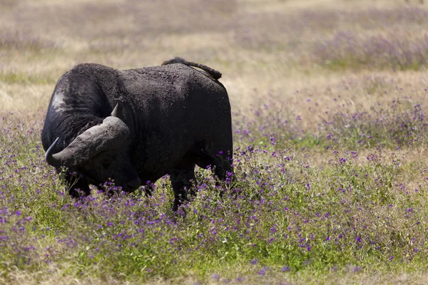 Buffalo al pascolo — Foto Stock