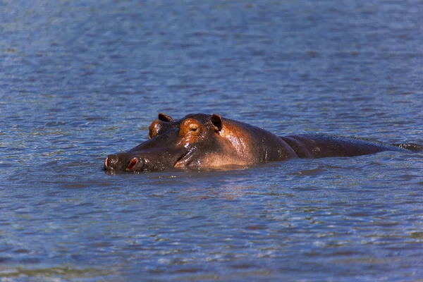 Zwemmen nijlpaard — Stockfoto