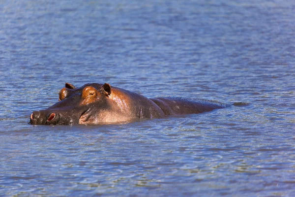 Zwemmen nijlpaard — Stockfoto