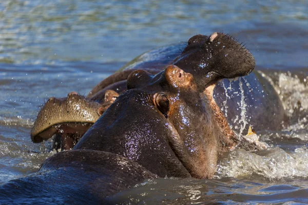 Spelen nijlpaarden — Stockfoto