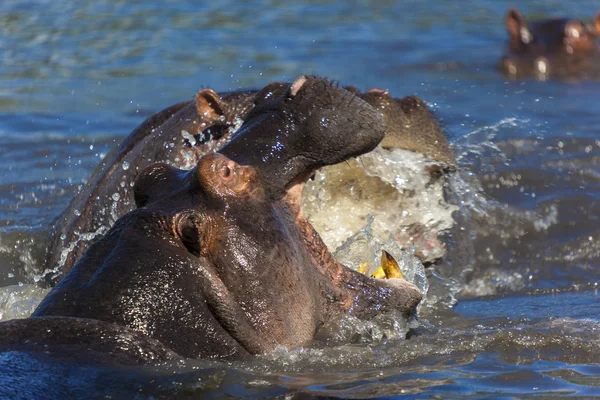 Jouer aux hippopotames — Photo