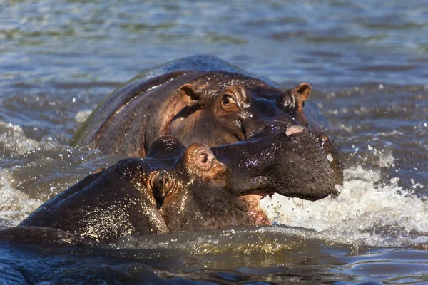 Spela flodhästar — Stockfoto