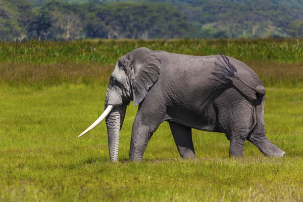 Elefante africano — Fotografia de Stock