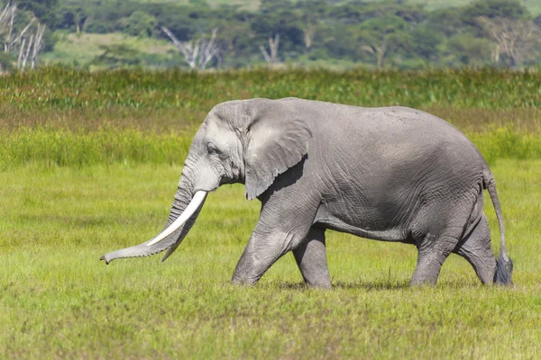 Elefante andante — Foto de Stock