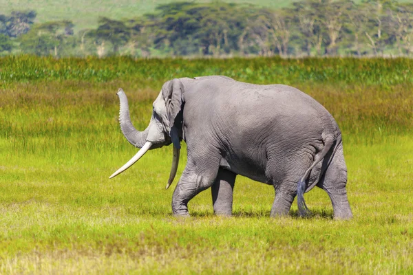 Stor elefant — Stockfoto