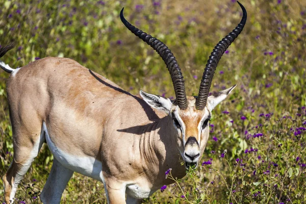 Retrato de uma impala — Fotografia de Stock