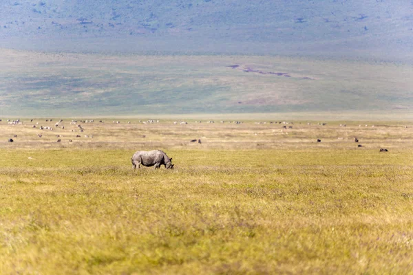 Grazing Rhino — Stock Photo, Image