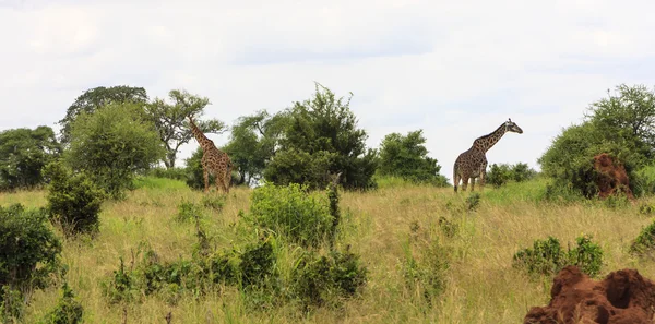 Long Necks — Stock Photo, Image