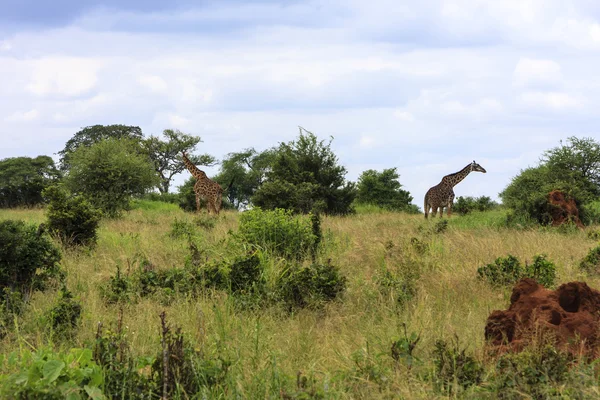 Long Necks — Stock Photo, Image