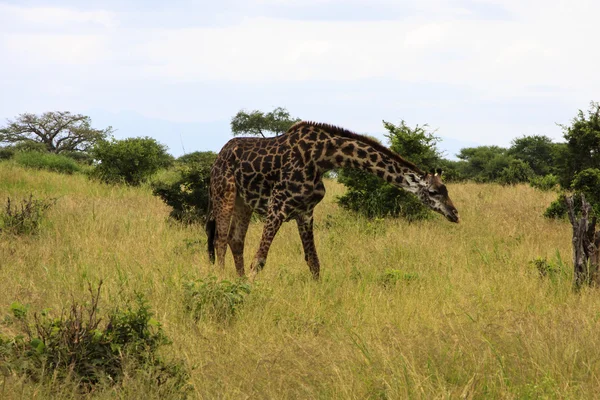 Long Necks — Stock Photo, Image