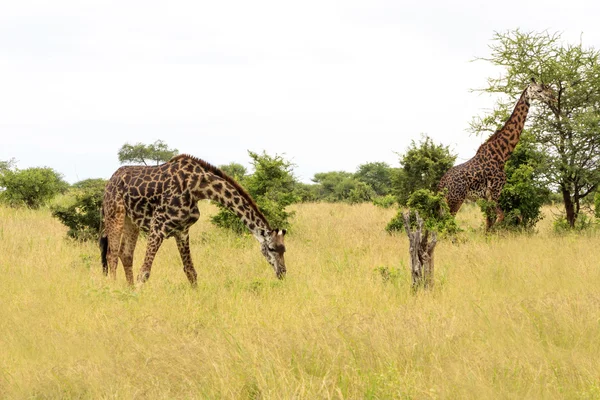 Long Necks — Stock Photo, Image