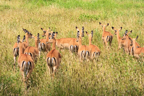 Herd — Stock Photo, Image