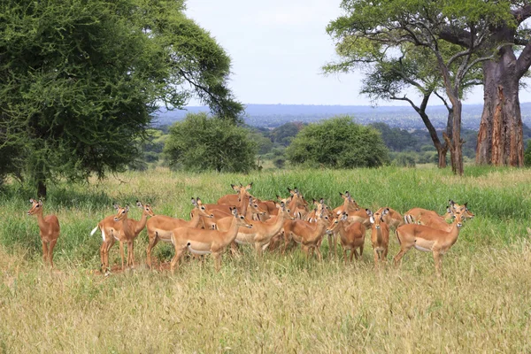 Herd — Stock Photo, Image