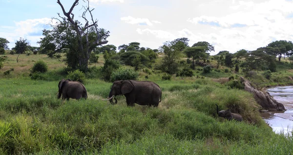 Bathing Elephants — Stock Photo, Image