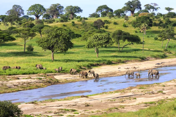 Bathing Elephants — Stock Photo, Image