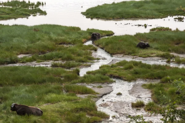 Buffles au bord de la rivière — Photo