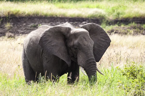 Elefante Grazing — Foto de Stock