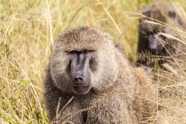 Macaco no deserto — Fotografia de Stock