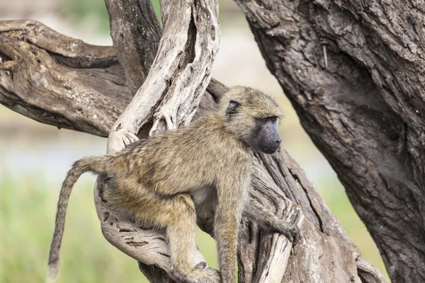 Macaco. — Fotografia de Stock