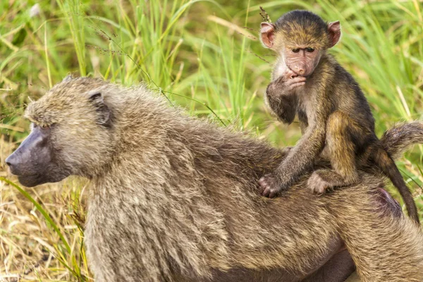 Mother And Child — Stock Photo, Image