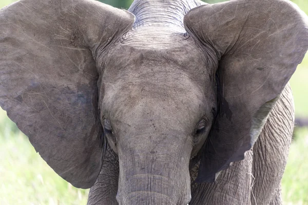 Портрет слона — стокове фото