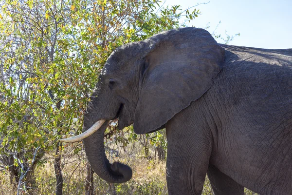 Elefante Grazing —  Fotos de Stock