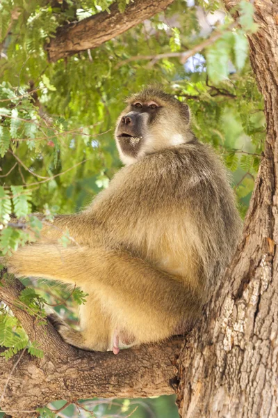 Mono en el árbol —  Fotos de Stock