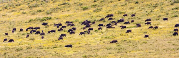 Grazing Buffaloes — Stock Photo, Image