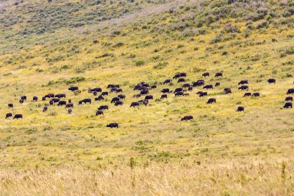 Grazing Buffaloes — Stock Photo, Image