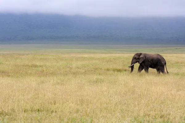 Yürüyen fil — Stok fotoğraf