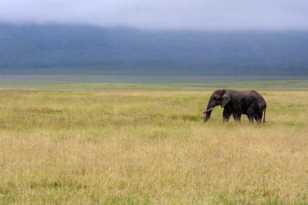 Chodící slon — Stock fotografie