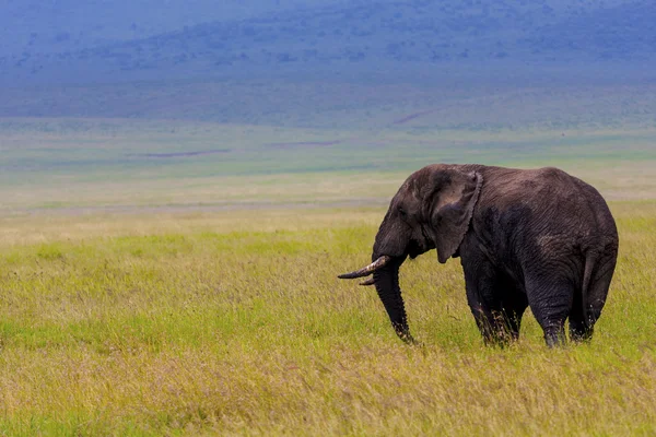 Elefante ambulante — Fotografia de Stock