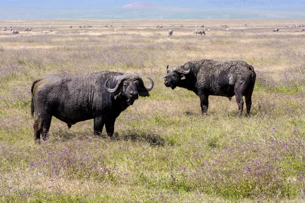 Grazing Buffaloes — Stock Photo, Image