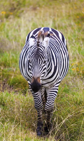 Pastevní zebra — Stock fotografie