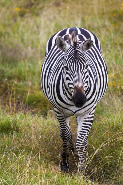 Grazing Zebra — Stock Photo, Image