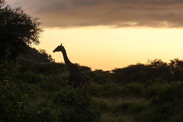 Giraffa a piedi al tramonto — Foto Stock
