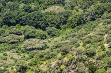 Tipik Afrika manzara