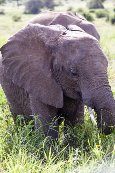 Elefantes africanos — Foto de Stock