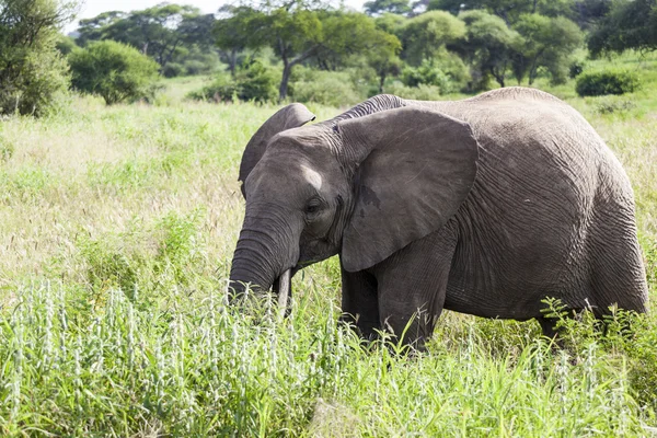 Elefante africano — Foto de Stock