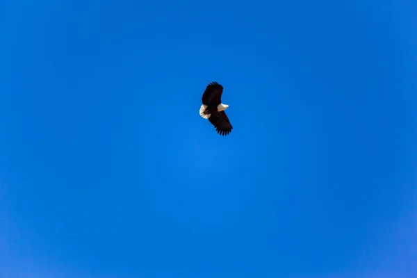 Majestueuze eagle — Stockfoto
