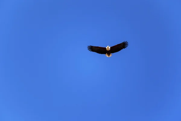 Flying Fish Eagle — Stock Photo, Image