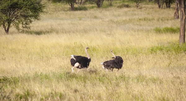 Пасущиеся страусы — стоковое фото