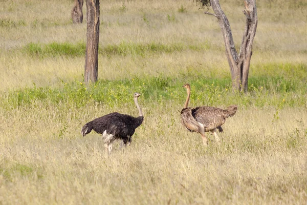 Afrikaanse struisvogels — Stockfoto