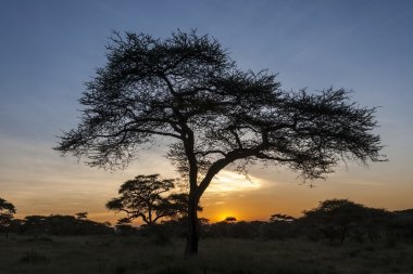 güzel Afrikalı günbatımı