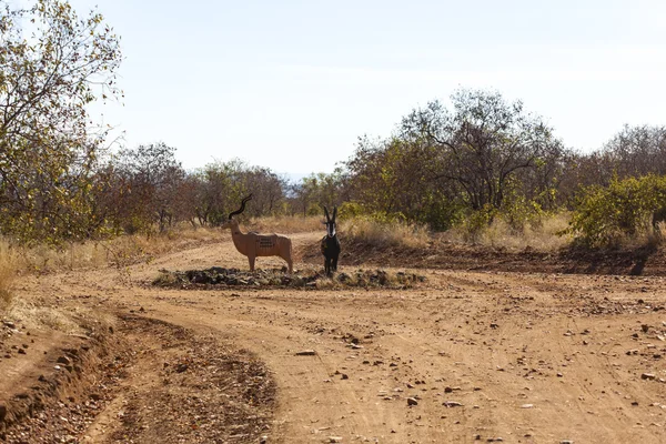The Greater Kudu — Stock Photo, Image