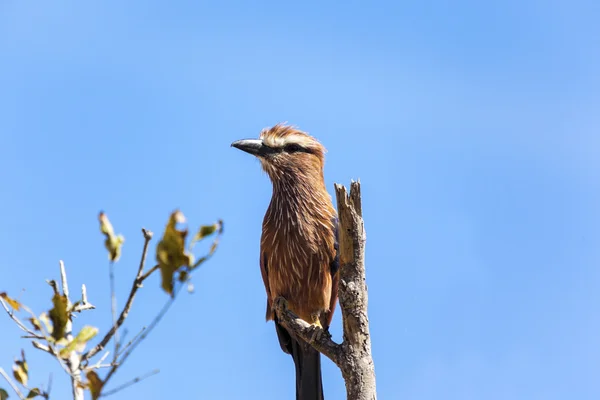 Lilac breasted Roller Bird — Stock fotografie